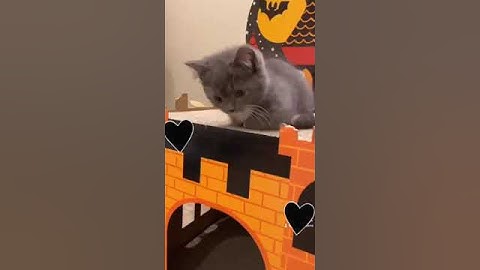 Cutest Munchkin Kitten On The Internet!!