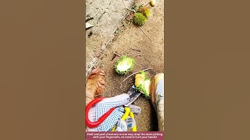 One-trick chestnut peeling! No more picking with your fingernails!