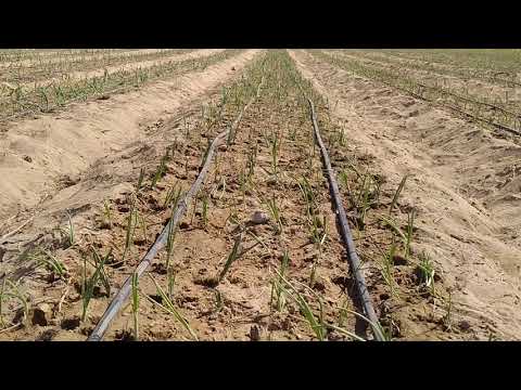 زراعة البصل تحت نظام الري بالتنقيط الحصول على إنتاجية عاليه 30طن باستخدام آلة زراعة البصل الخرامة