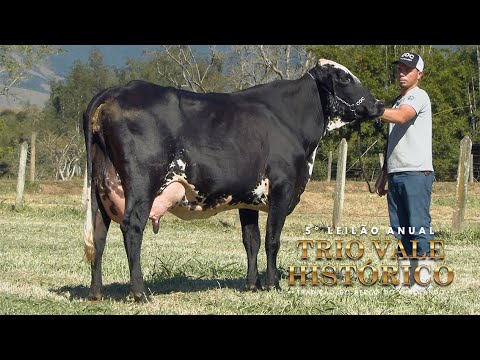 LOTE 4 • 5º LEILÃO TRIO VALE HISTÓRIO   BERÇO DO GIROLANDO   1567BK