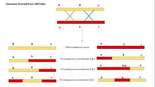 3 point gene mapping