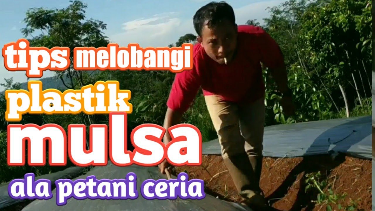 Cara melubangi mulsa dengan cepat #mulsa_cabe #tanam_cabe 