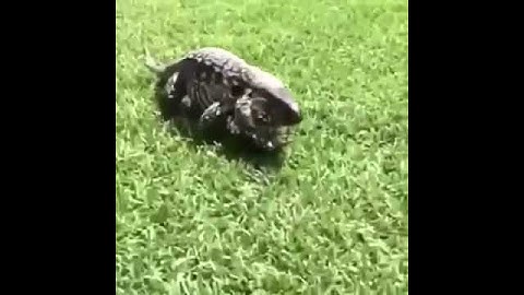 Lizard jumpscare (funny)