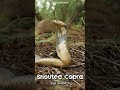 Snouted Cobra (Naja annulifera) #snake #venomous #cobra