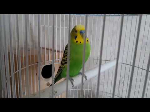 ვიდეო: თუთიყუში თუთიყუშებს