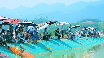 Câu cá rô phi khủng – Bán cá mua gạo giúp đồng bào khó khăn!