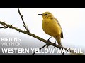 Western Yellow Wagtail Call Subsong Motacilla Flava