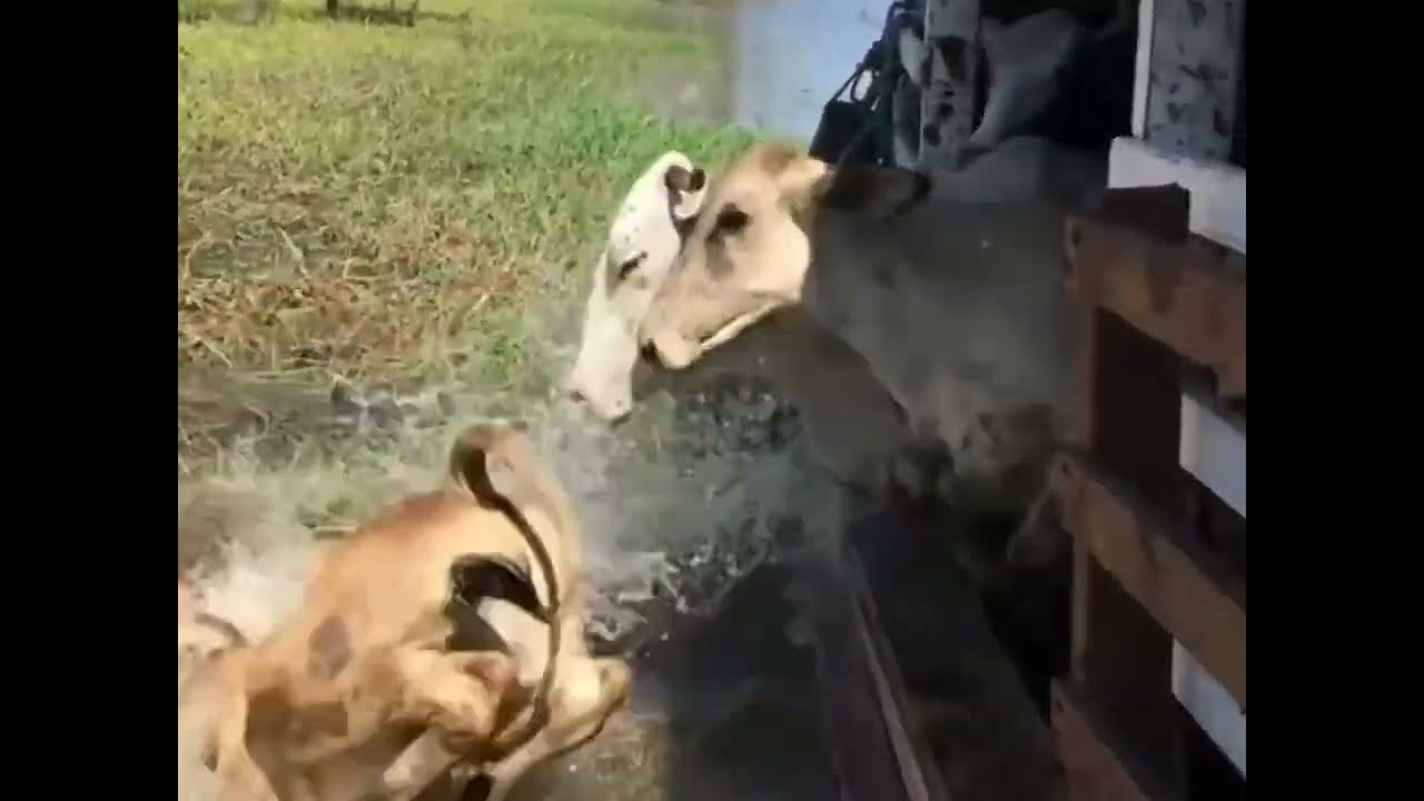 Cows jumping to river from a boat