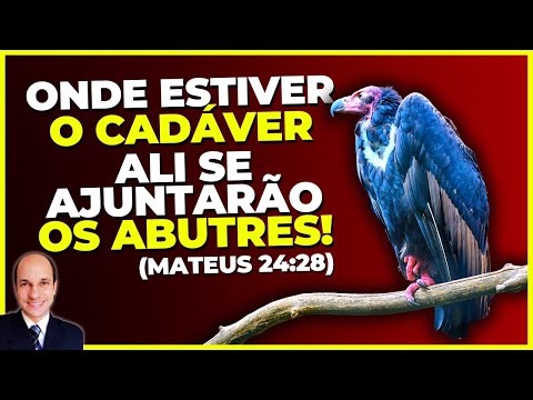 Vídeo: Os corvos da carniça estão protegidos?