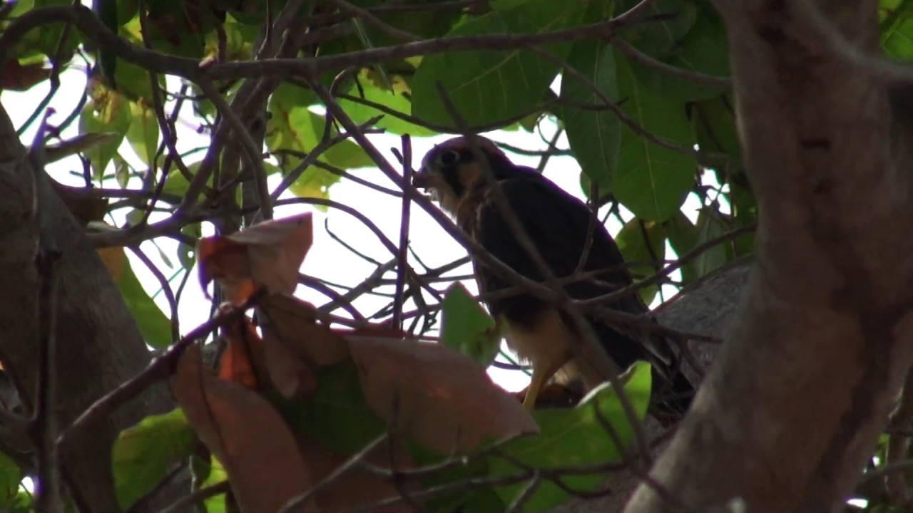 Aplomado Falcon juv 