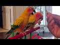 Sun Conure talking