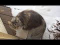 Maine coon cat sees snow for first time