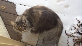 Maine coon cat sees snow for first time