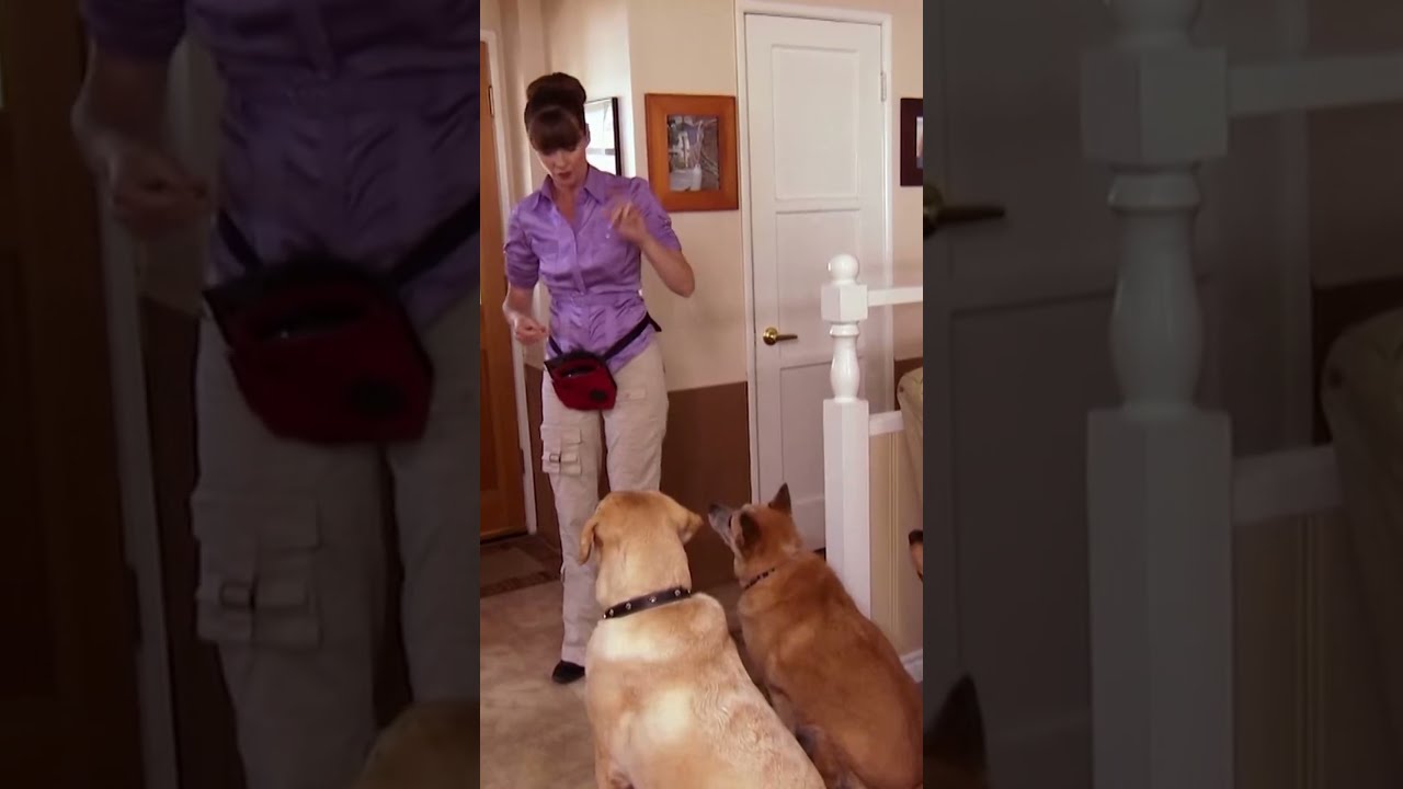 Dog runs out the door outlet