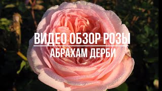 Видео обзор розы  Абрахам Дерби (Английская) - Abraham Darby (Austin, 1985)
