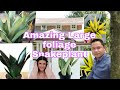 TOP 10 Most beautiful LARGE foliage SNAKE PLANT  for Indoor Best Air Purifier