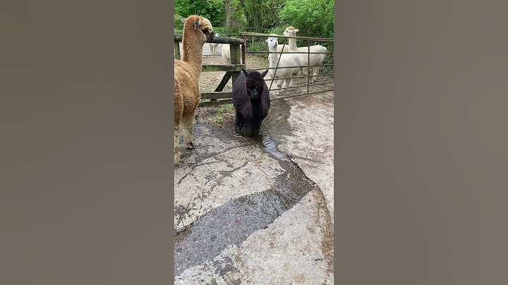 Silly Alpaca Tries to Sit in Small Water Bucket || ViralHog