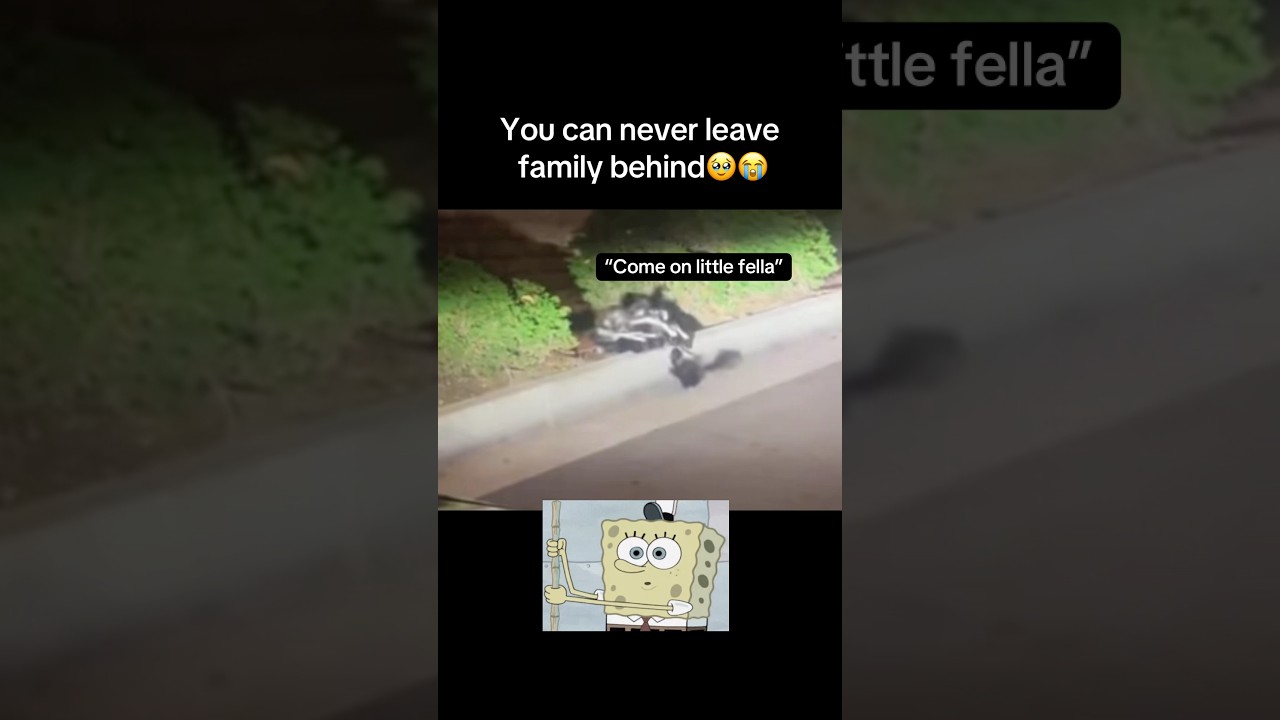 No one left behind🥹 #animals #skunks #nature #family #wildlife #wildanimals #fyp #viral #shorts
