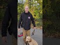 Is your dog reactive to people similar to this?