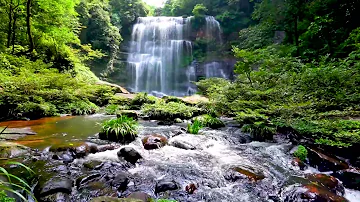 Cascade & Stream flowing in the Forest. Mountain Stream Nature Sounds for Sleep and Relaxation.