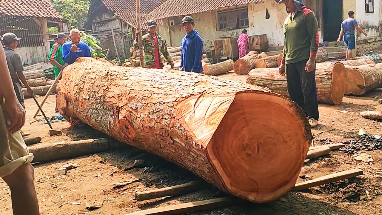 A thrilling stunt when the process of sawing a giant red tree - YouTube