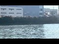 20260617 M1X 蹊 ①