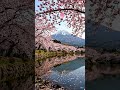 Amazing Beauty of Japan 🇯🇵 #trending #travel #viral #nature #youtubeshorts #satisfyling #reels