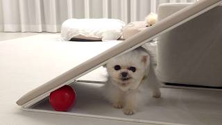 Download Lagu Noodgeval! Mijn puppy heeft oogwormen in haar oog :'( MP3