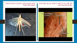 فسيولوجيا التنفس في الحشرات - Physiology of insect respiration