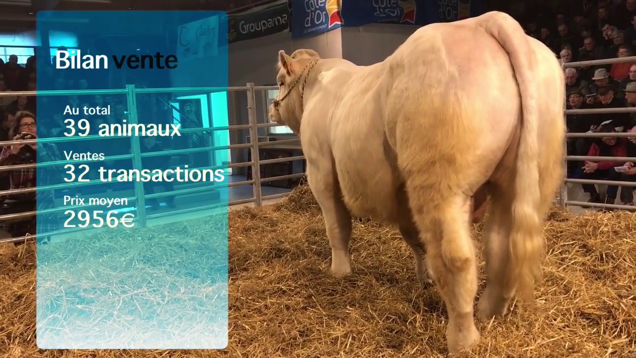 Vente de reproducteurs à Creancey