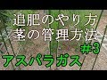 家庭菜園でアスパラガスの栽培日記＃3『追肥のやり方～茎の管理方法』