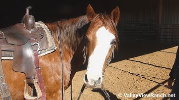 Rajun Cajun Cowboy - adorable walk, jog, lope, stops! - ValleyViewRanch.net