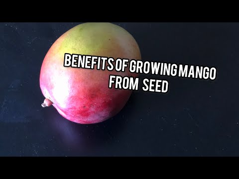 3 Benefits Growing Your Own Mango Tree From Seed