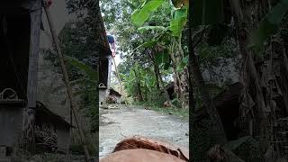 Download Lagu dadi wong wedok Ojo manja #kandangsobatngarit #wanitatangguh  #sobatngarit #wanitadewasa MP3