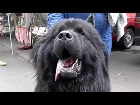 СОБАКА-МЕДВЕДЬ.Dog Bear.НЬЮФАУНДЛЕНД(Водолаз) Odessa.