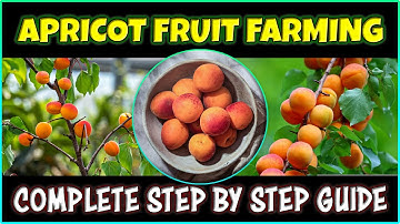 Apricot Fruit Farming | How to grow Apricot plant from Seed