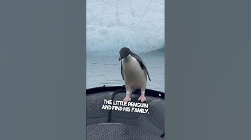 They helped a lost penguin find his home ❤️