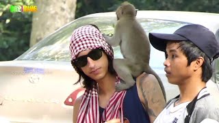 Amazing!! Funny group monkeys - Crazy monkey Attack meeting tourist feed lotus