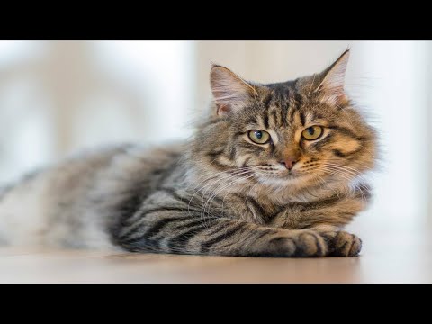 Βίντεο: Σας αρέσει στις γάτες να τις αγγίζουν;