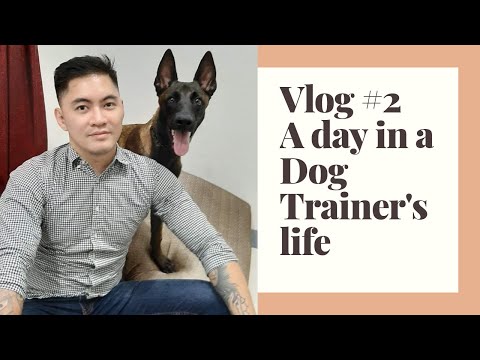 Video: Handa Ka Na Bang Maging Isang Puppy Trainer?