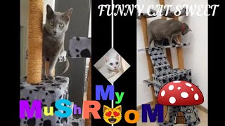 Coub Cat Mushroom House Tik Tok Memes by FUNNY CAT SWEET 28 views 3 years ago 5 minutes, 45 seconds