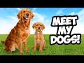 Meet Daisy and Poppy!