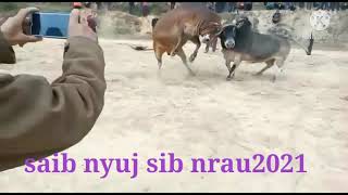 Saib Nyuj Sib Nrau 2021