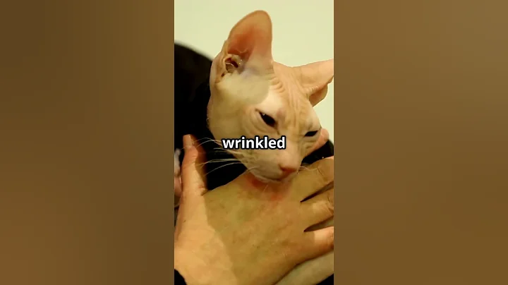 Video 9786981: sphynxcat pet, sphynx cat, hairless wonders
