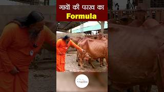 देसी गायों की परख का formula| #milk #kamdhenugaushala #sahiwalcow #desicow