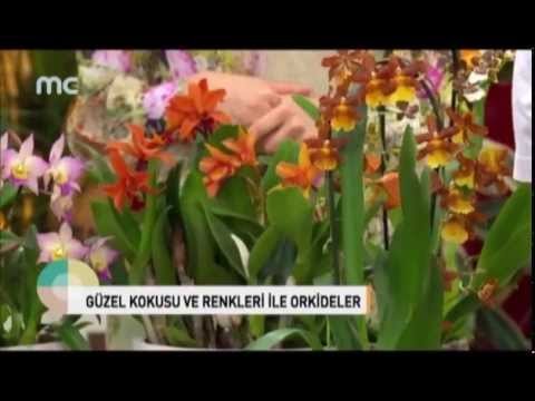 Video: Dendrobium, Wanda, Miltonia, Cymbidum, Bir Apartman Dairesinde Orkide Tutmanın Temelleri - 2