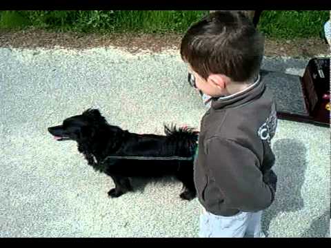 Hund, Gassi gehen - YouTube