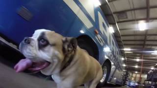 A Day in the Life - Arrow Stage Lines Omaha - Tank the Bulldog by arrowstagelines1928 916 views 7 years ago 2 minutes, 12 seconds