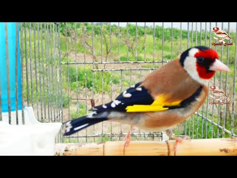Goldfinch Singing Heartfelt Song Of A Goldfinch