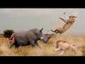 وحيد القرن دبابة عالم الحيوان ضد أسود.. والنتيجة صادمة